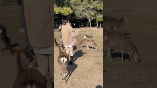 奈良で笑う観光女子の旅 japan | 奈良公園 鹿 | 일본 | nara deer