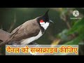 सपने में बुलबुल देखना sapne mein bulbul dekhna to see nightingale in dream interpretation