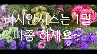 리시안서스 키우기 꿀팁과 리시안서스 꽃 보기!  꽃사랑 그림쟁이