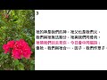 父阿你是愛大無極 hymn大本詩歌第43首