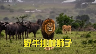 The bison provokes the lion and deliberately hides the lion's lunch!