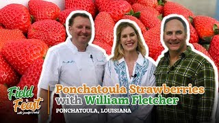 Field to Feast -- Ponchatoula Strawberries