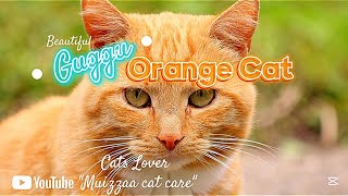 Orange Cat Roaring For Fight because He doesn't want another cat in his territory #muizzaacatcare