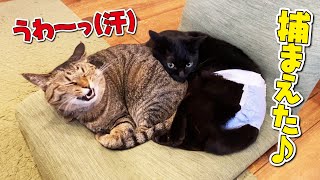 兄猫に永遠に片想い中の弟猫が取った大胆な行動がこちら！