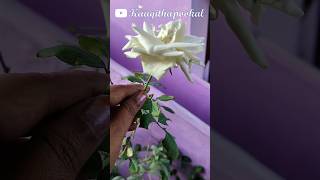 #white#roja #புது ரோஜா பூத்துருக்கு மாலையிலே/#nature #naturelovers #shortvideo 🌹💚