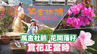 萬金杜鵑花開落籽 來去賞花趣【📍Follow新北】