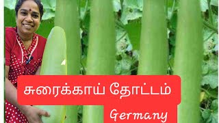 ஜெர்மனியில் எங்கள் வீட்டு சுரைக்காய் தோட்டம் | Bottle Gourd In Terrace  Home Garden Tour |