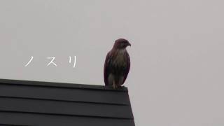 ノスリの鳴き声