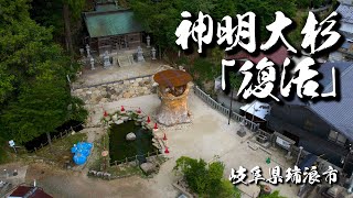 神明大杉「復活」　岐阜県瑞浪市大湫町