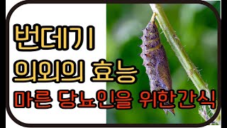 마른 당뇨인을 위한 간식 번데기 의외의 효능