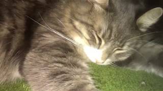 コタツで気持ち良く眠る猫 ノルウェージャンフォレストキャットCat feel comfortable sleeping.Norwegian Forest Cat.