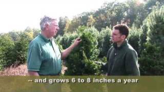 Choosing Shrubs for a Hedge