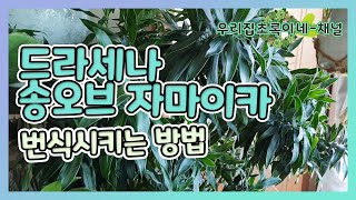 드라세나 송오브 자마이카 번식 시키는 방법과 곧은 목대 수형잡는 방법 #드라세나송오브자마이카번식시키는방법 #곧은목대수형잡는방법 #드라세나송오브자마이카물꽂이