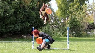 Disc Dog Overs \u0026 Jump Training