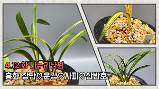 4.12.화 춘란 5품종 판매합니다