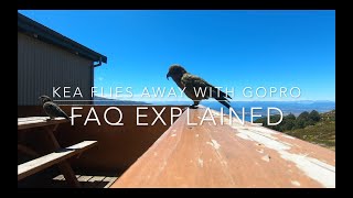 Kea Flies Away with GoPro - FAQ Explained