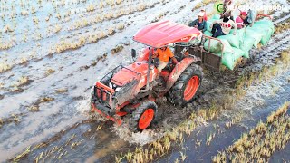 Loading \u0026 Rice harvest By Tractor Cambodia | Amazing modern agriculture machine tractor in action