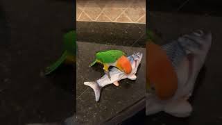 #142 Cute white bellied caique playing with a fish toy #birbworld #shorts