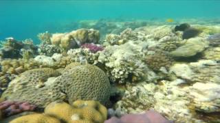 Granik zmienny - Cephalopholis argus - Peacock grouper