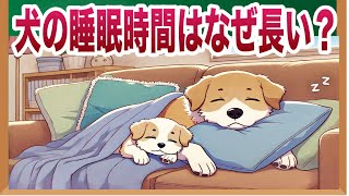 犬の睡眠時間が長い理由とそのメカニズム【獣医師解説】