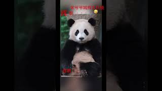 ❤️爱宝乐园的宋爷爷喊熊猫宝宝辉宝很疗愈😂😍 #大熊猫 #cute #panda #我们的大熊猫宝宝被很多人爱着 #funny