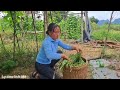 full video 135 days of harvesting long beans vegetables for sale naughty boy destroys the house