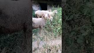 Bheda Teriya Ho #sheep #shorts #status #village #animals