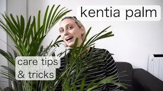 KENTIA PALM Care | Kentia Palm Care Tips and Tricks