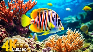 Aquarium 4K VIDEO (ULTRA HD) 🐠 Beautiful Coral Reef Fish - Relaxing Sleep Meditation Music #125