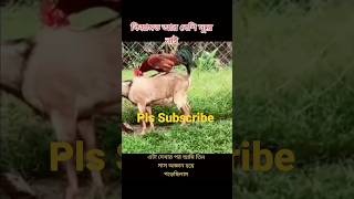 মোরগ vs ছাগল #youtubeshorts #shortvideo #doyelagro_new_video #মোরগ #ছাগলের #কন্ডকারখানা