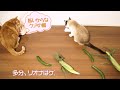 猫にきゅうりドッキリしたらこうなった cat and cucumber