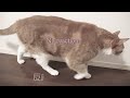 猫にきゅうりドッキリしたらこうなった cat and cucumber