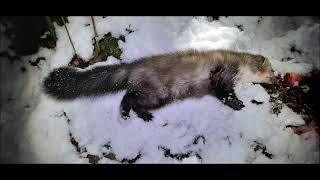 Marten hunting, 103m, Eagle TSV 14:02/75 640x480