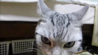 母ちゃん,真夜中の帰宅【後編】…怒り心頭で拗ねる猫  Angry Cat, when go back home too late