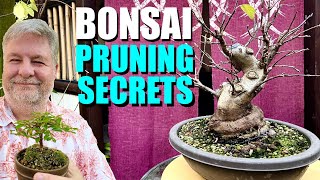 Bonsai Pruning Secrets - Sumo Crab Apple First Styling