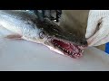 thai food river monster alligator gar barbecue bangkok seafood thailand