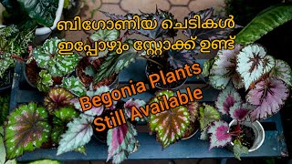 ബിഗോണിയ ചെടികള്‍ ഇപ്പോഴും സ്റ്റോക്ക് ഉണ്ട്|BEGONIA PLANTS STILL AVAILABLE