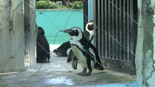 [高画質] ケープペンギン [上野動物園]