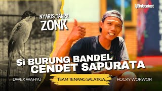 BURUNG BANDEL ANTI TROUBLE,CENDET SAPURATA NYARIS TANPA ZONK #TEAMTENANG #cendet #kicaumania