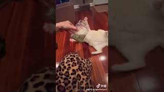 第一次吃猫薄荷的小猫咪