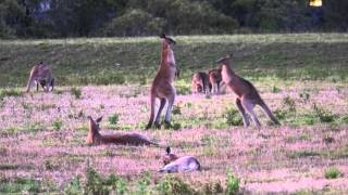 Epic Kangaroo Boxing Match