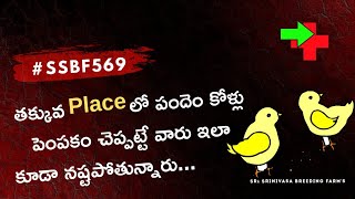 పందెం కోళ్ల పెంపకం తక్కువ place లో కొత్తగా start చేస్తే growth రాదంటారా...??