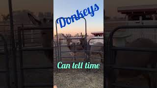 Cute donkeys ready to eat - ❤️rescue donkey  #donkey #shorts #mayfieldranch