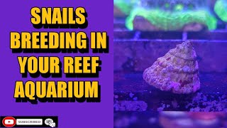 Snails Breeding in your Reef Aquarium???   HD 1080p