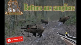 Battues aux sangliers - Instants de chasse inoubliable !