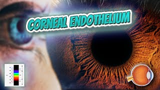 Corneal endothelium - Your EYEBALLS - EYNTK 👁️👁️💉😳💊🔊💯✅