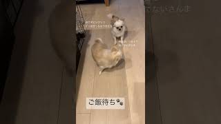 ごはん待ち🐾待てるかな？さんまとすだち🐶🐶 #犬 #双子 #犬のいる暮らし #多頭飼い #チワワ