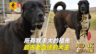 大型紀錄片【犬牙】第07-08集，所有牧羊犬的祖先，最古老血統的犬王，體型最大的牧羊犬，四大犬王合集