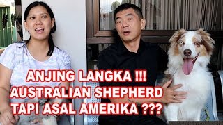 ANJING GEMBALA LANGKA DARI AMERIKA YANG LINCAH DAN PINTAR -AUSTRALIAN SHEPHERD DOG