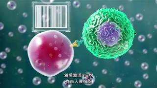 IMMUNOTHERAPY: The Path to a Cancer Cure! (for Clinicians) Chinese Translation